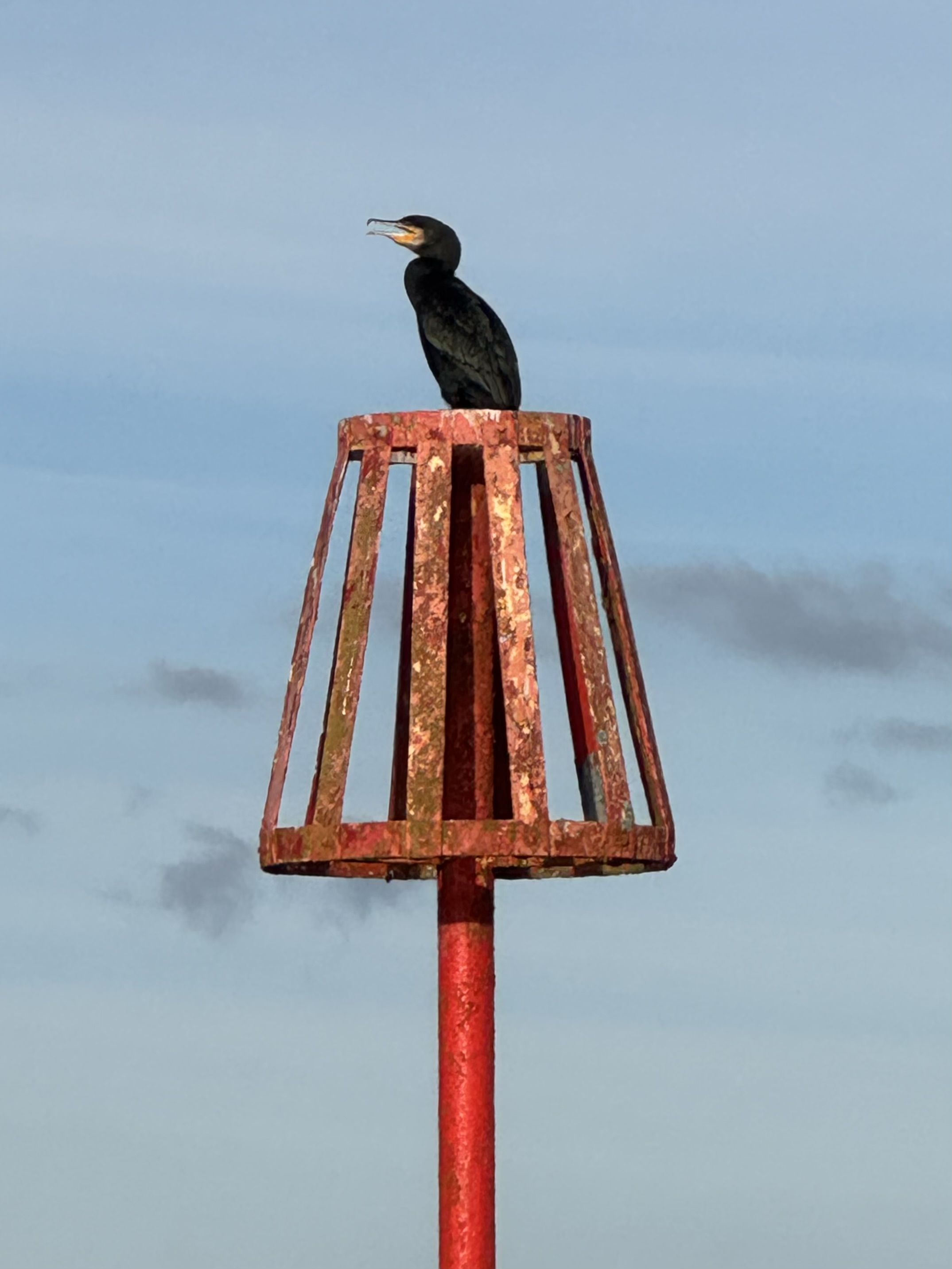 A solitary cormorant perched on a weathered red navigation marker